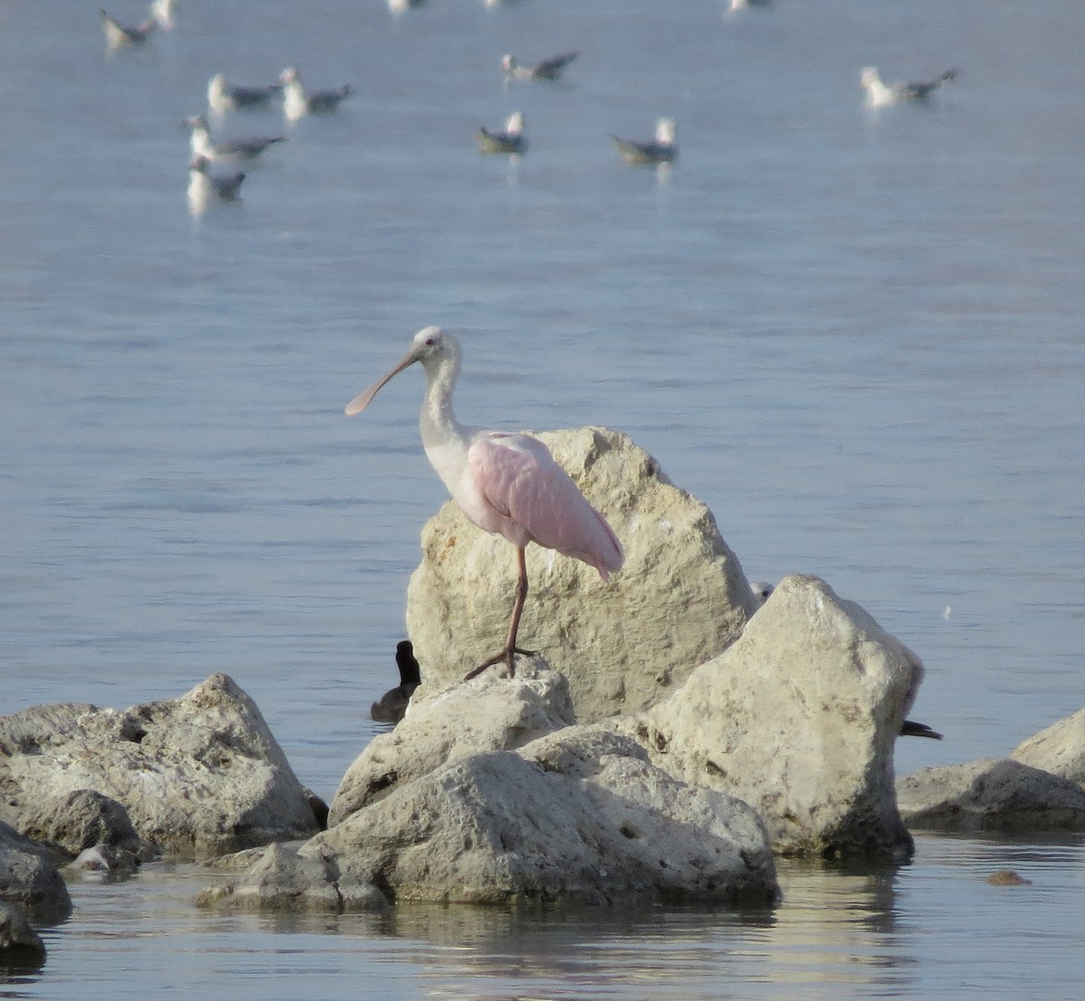 Roseate Spoonbill - ML122731731