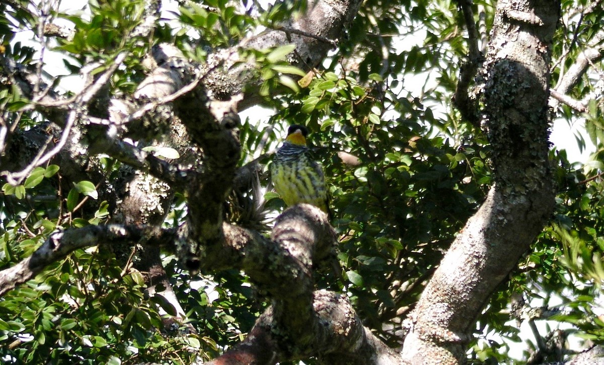 Swallow-tailed Cotinga (Swallow-tailed) - ML122732531