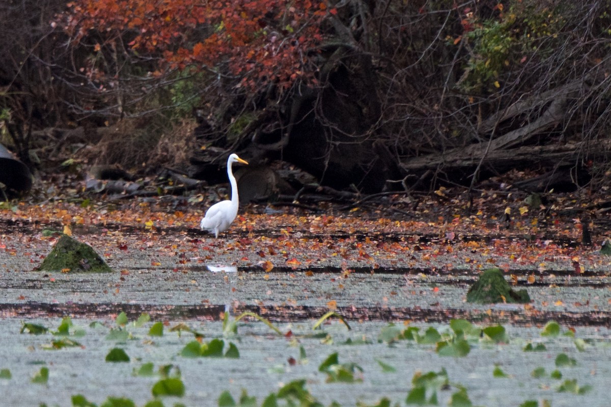 Great Egret - ML122734911