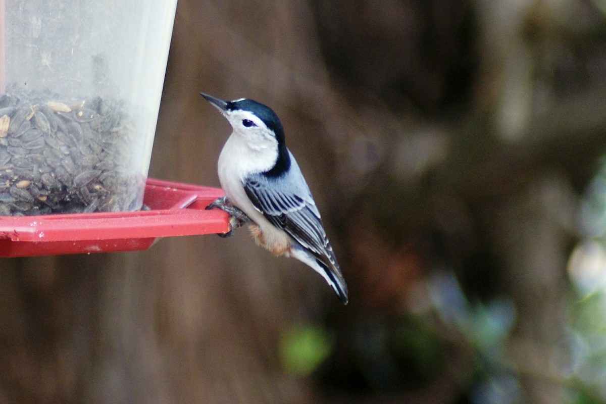 White-breasted Nuthatch - ML122735231