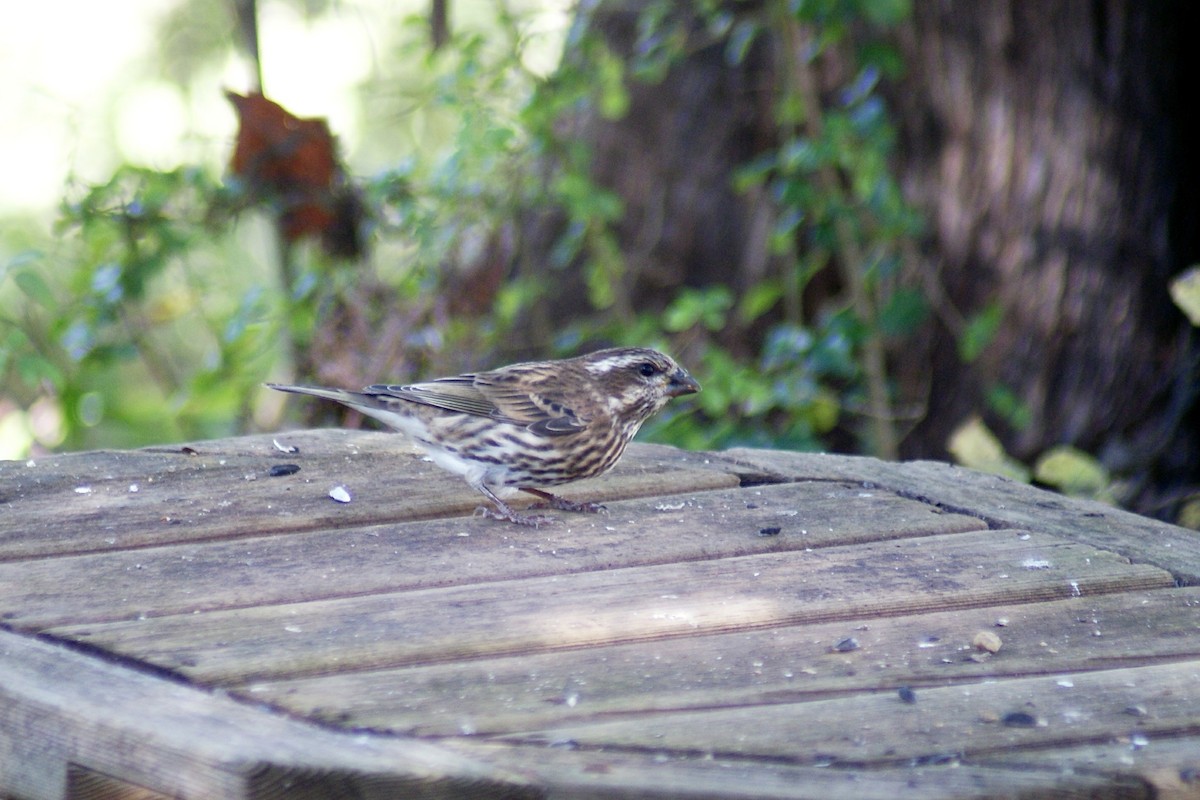 Purple Finch - Steven Biggers