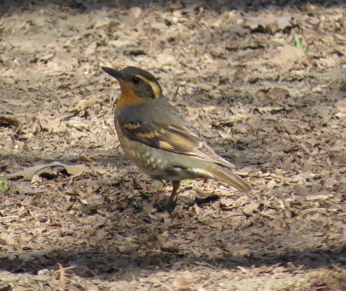 Varied Thrush - Brittany O'Connor