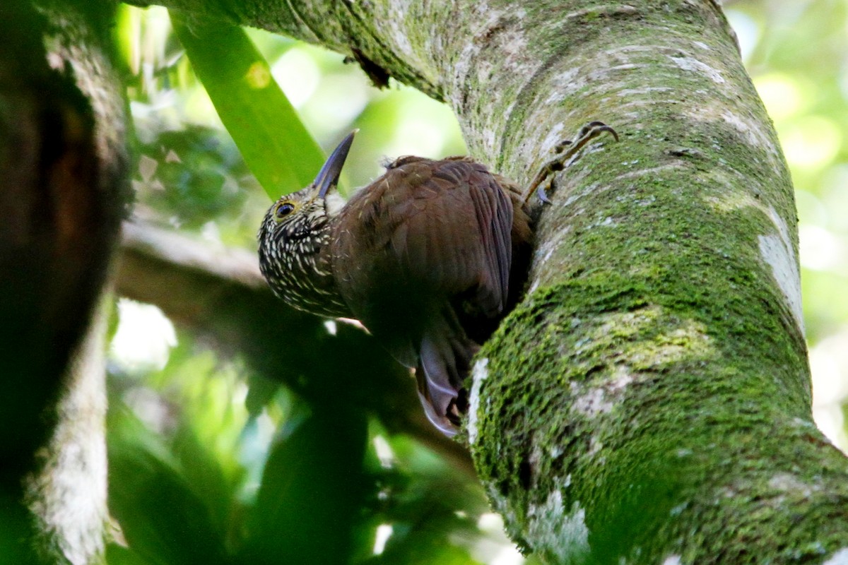 Planalto Woodcreeper - ML122736431