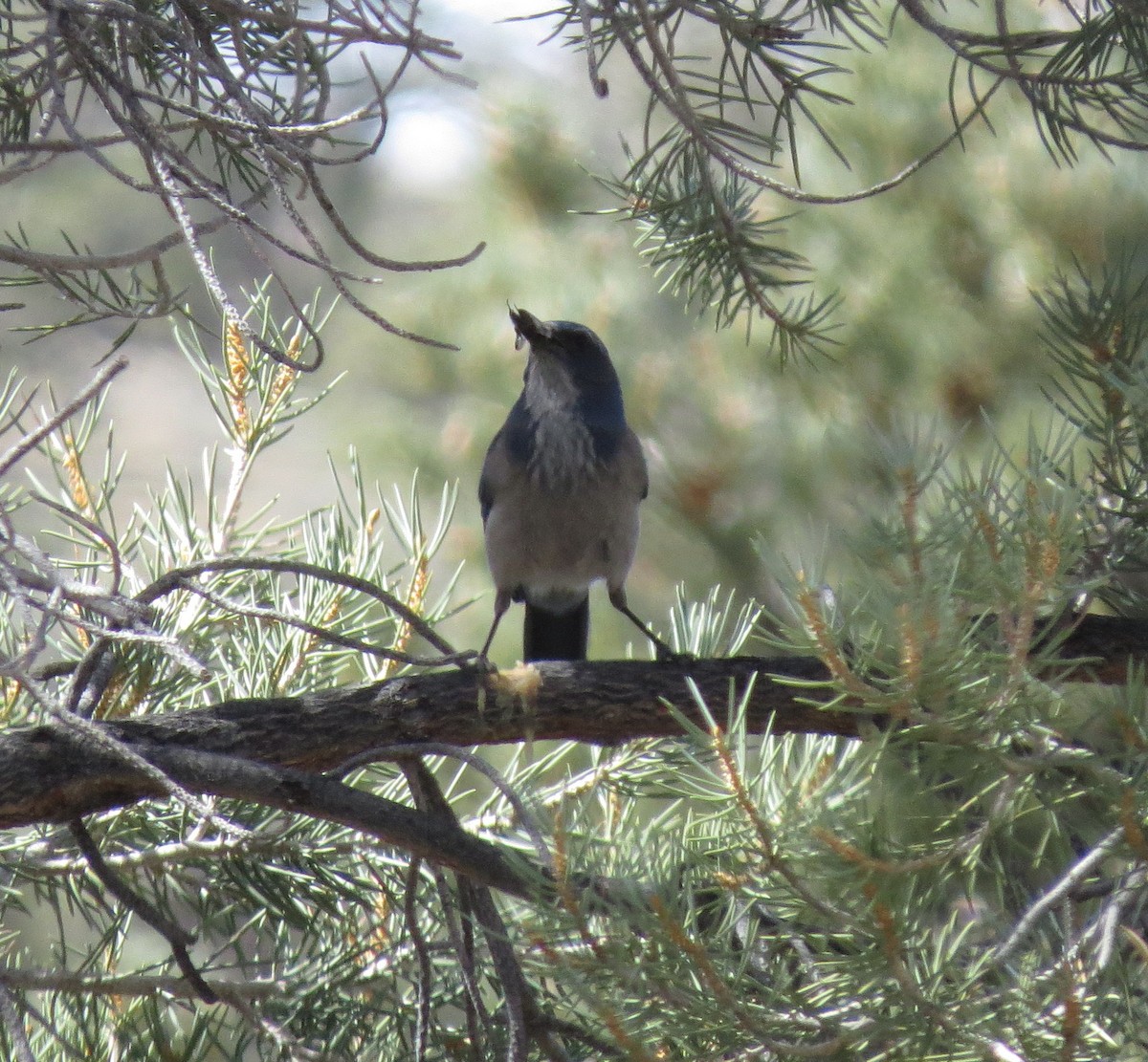 Woodhouse's Scrub-Jay (Woodhouse's) - ML122736501