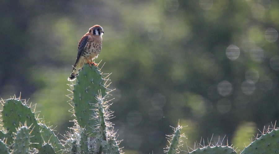 American Kestrel - ML122738681