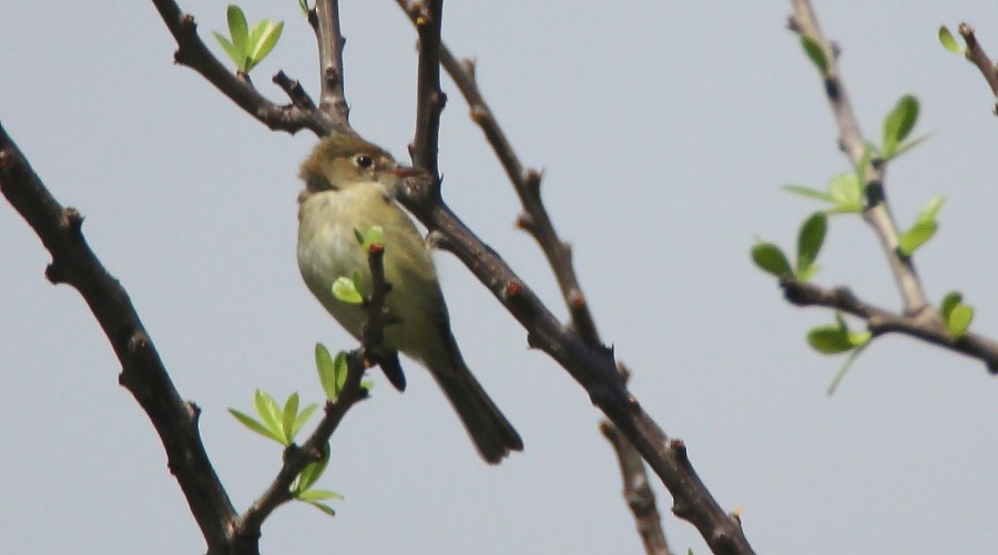 Western Flycatcher (Pacific-slope) - ML122739191