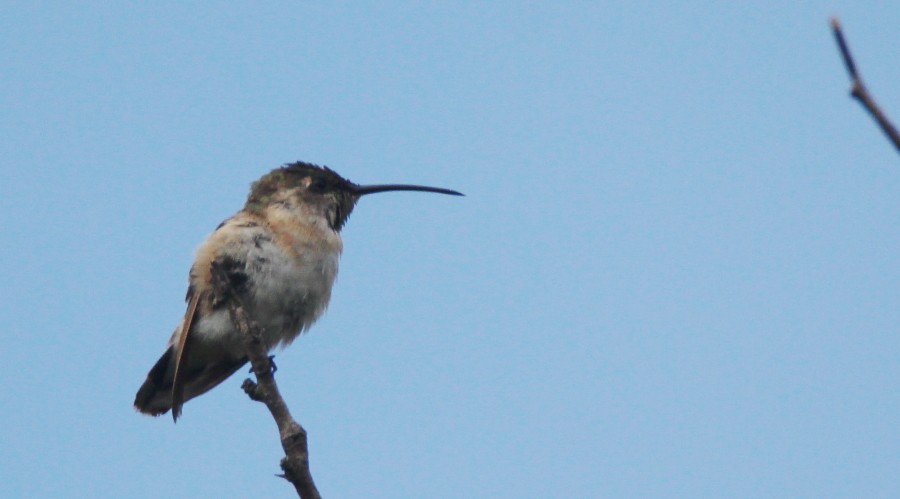 Lucifer Hummingbird - ML122739511