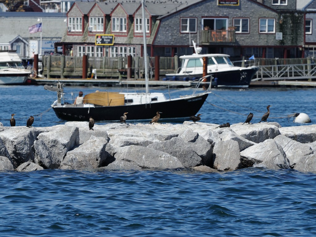 Brown Booby - ML122740531