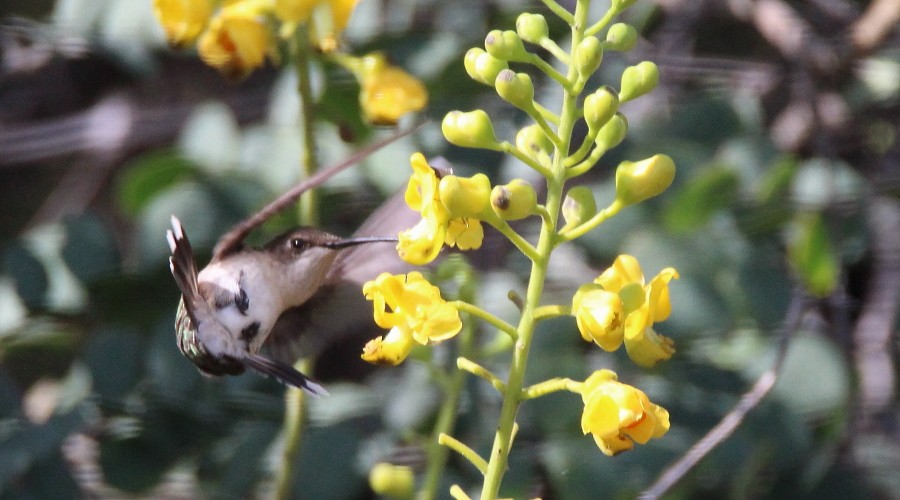 Black-chinned Hummingbird - ML122741531