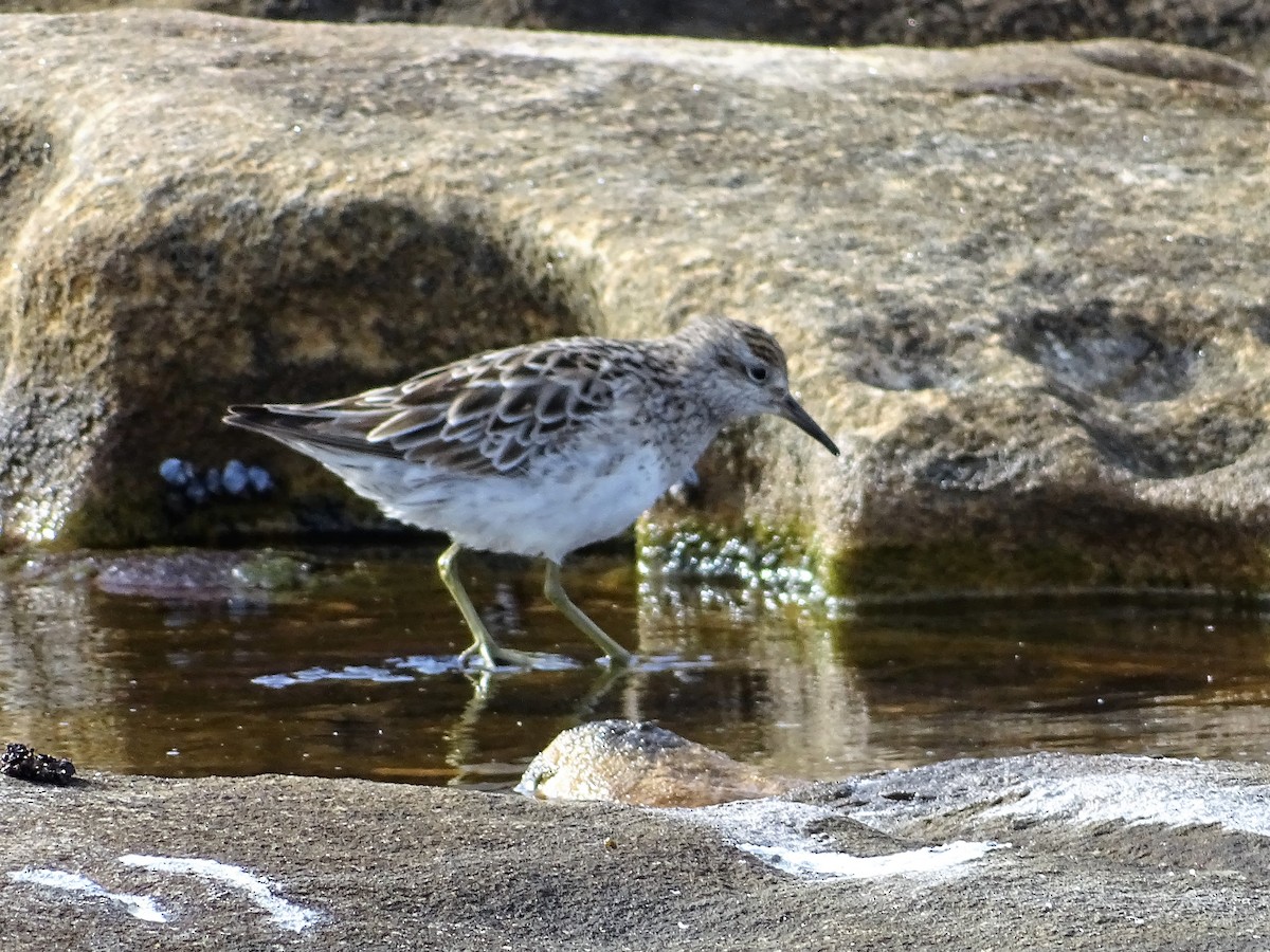 Sharp-tailed Sandpiper - ML122741961