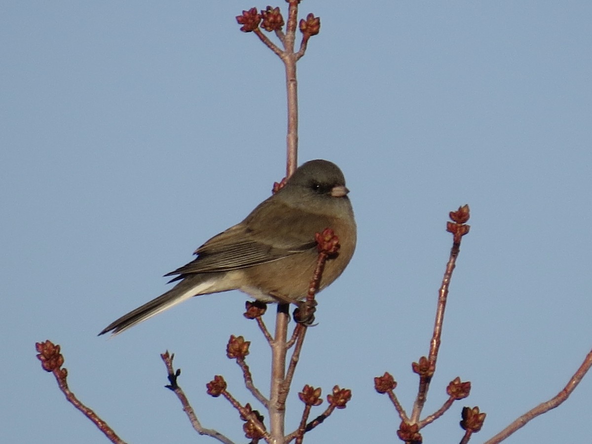 Dark-eyed Junco (Pink-sided) - ML122742631