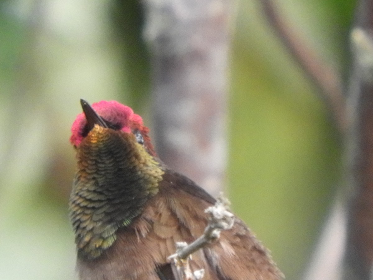 kolibřík červenohlavý - ML122744461