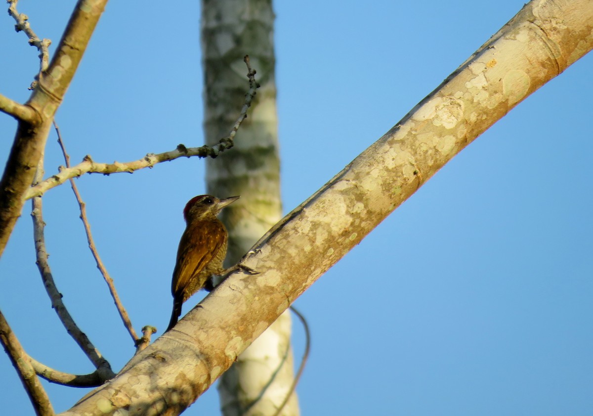 Little Woodpecker - ML122745311