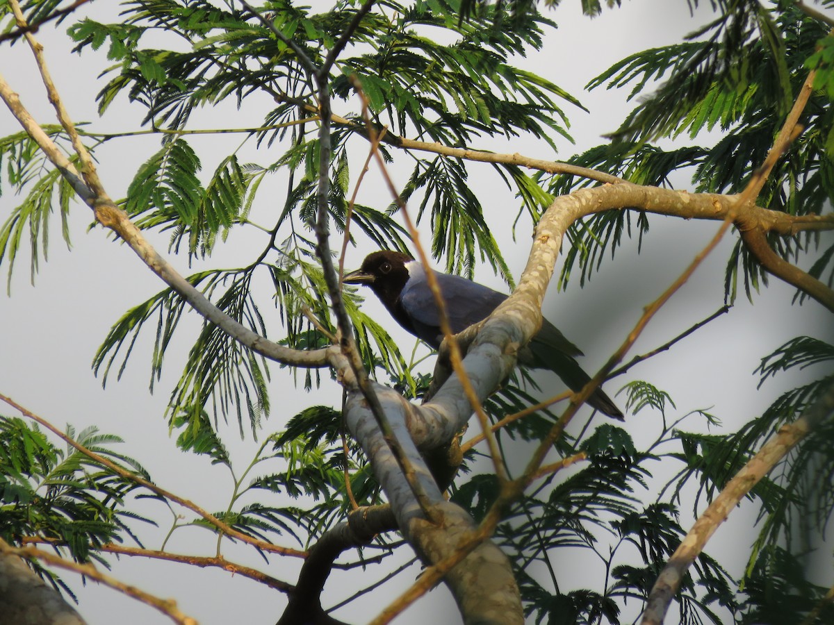 Violaceous Jay - ML122745561