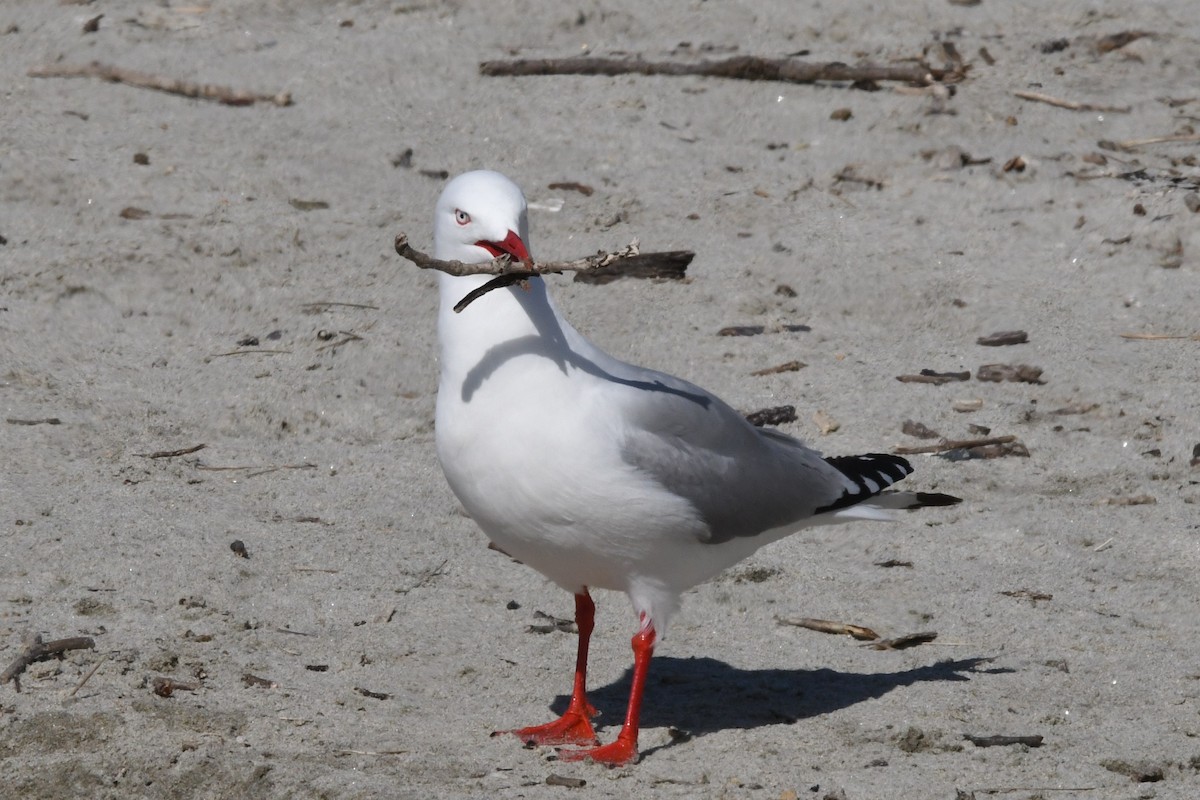 Silver Gull (Red-billed) - ML122746861