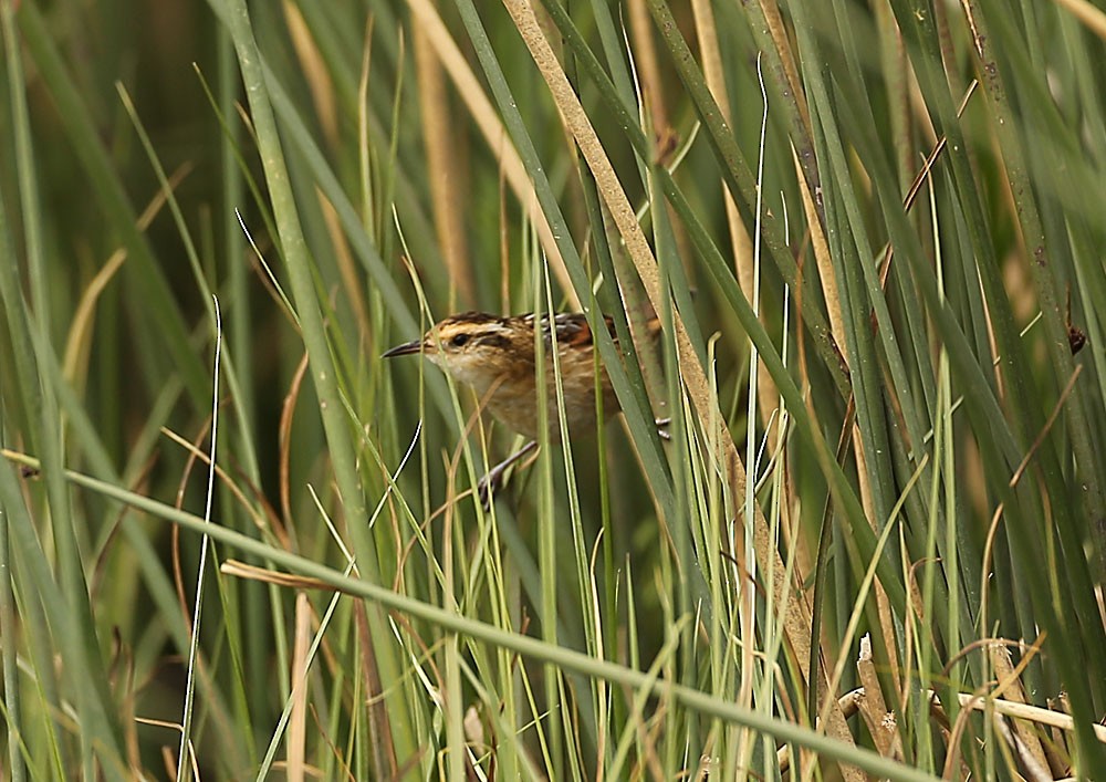 Wren-like Rushbird - ML122747311