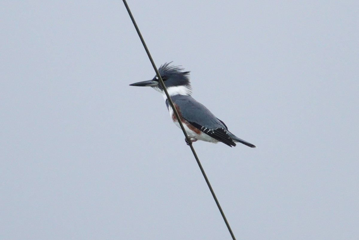 Belted Kingfisher - deborah grimes