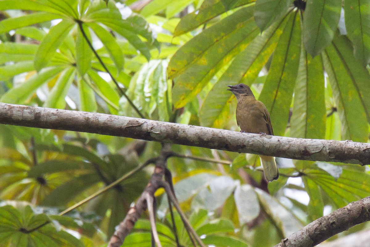 Sjöstedt's Greenbul - ML122748641