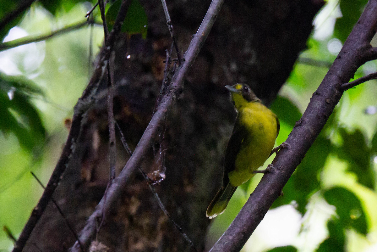 Gelbzügel-Borstenbülbül (notatus) - ML122748721