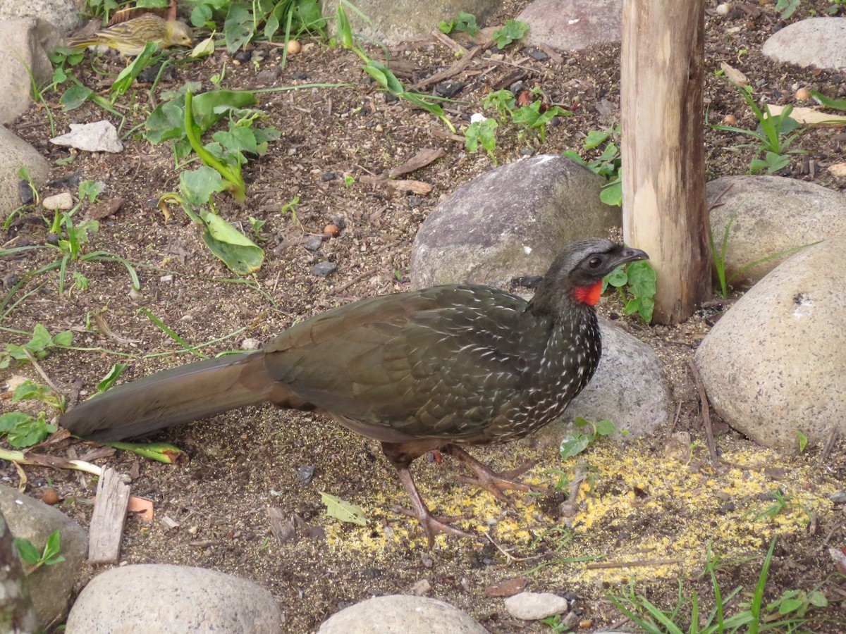 Dusky-legged Guan - Barbara Carlson