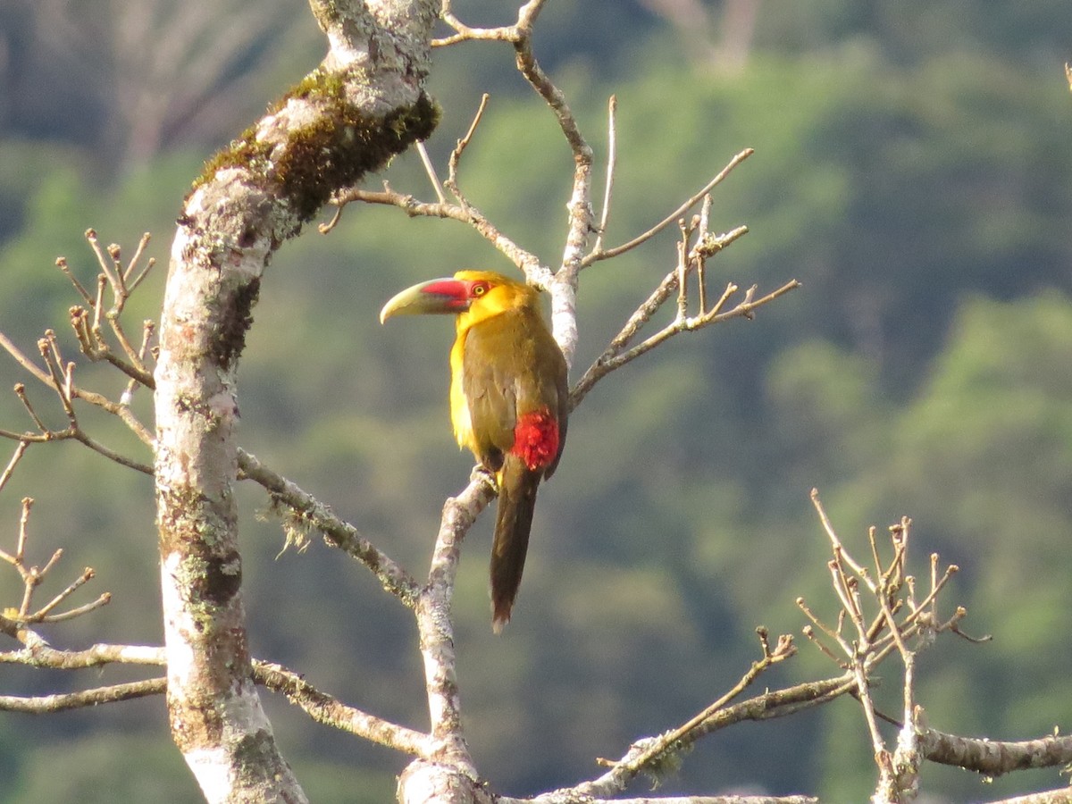 Saffron Toucanet - Barbara Carlson