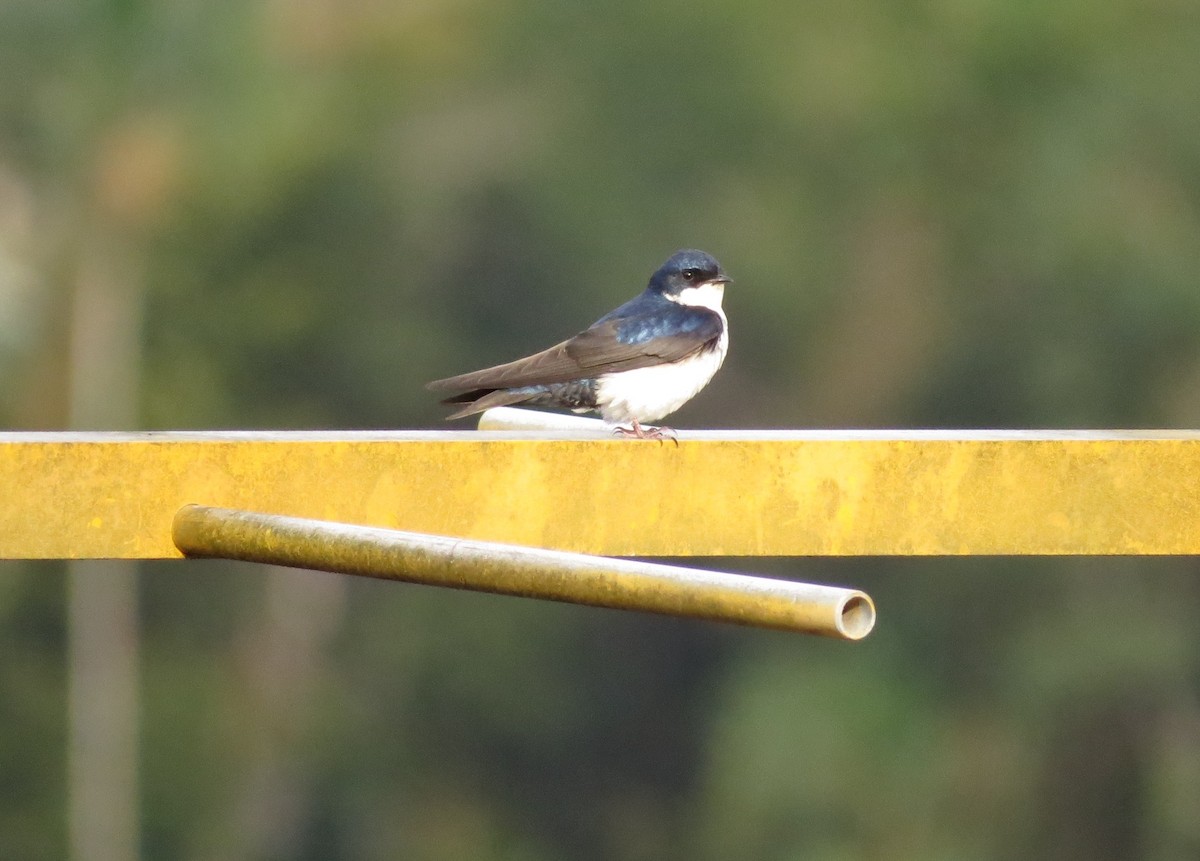 Hirondelle bleu et blanc - ML122751861