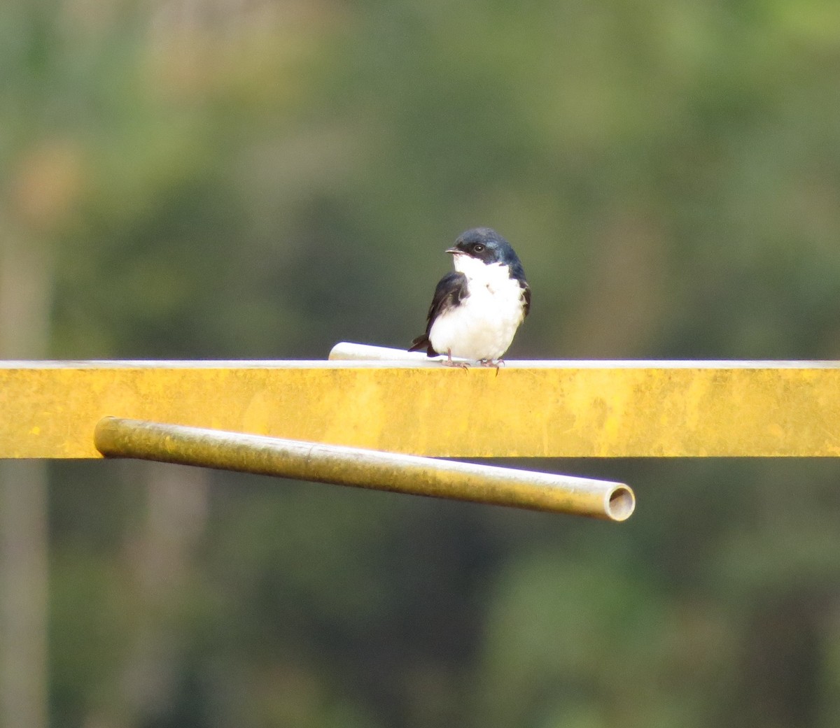 Blue-and-white Swallow - Barbara Carlson