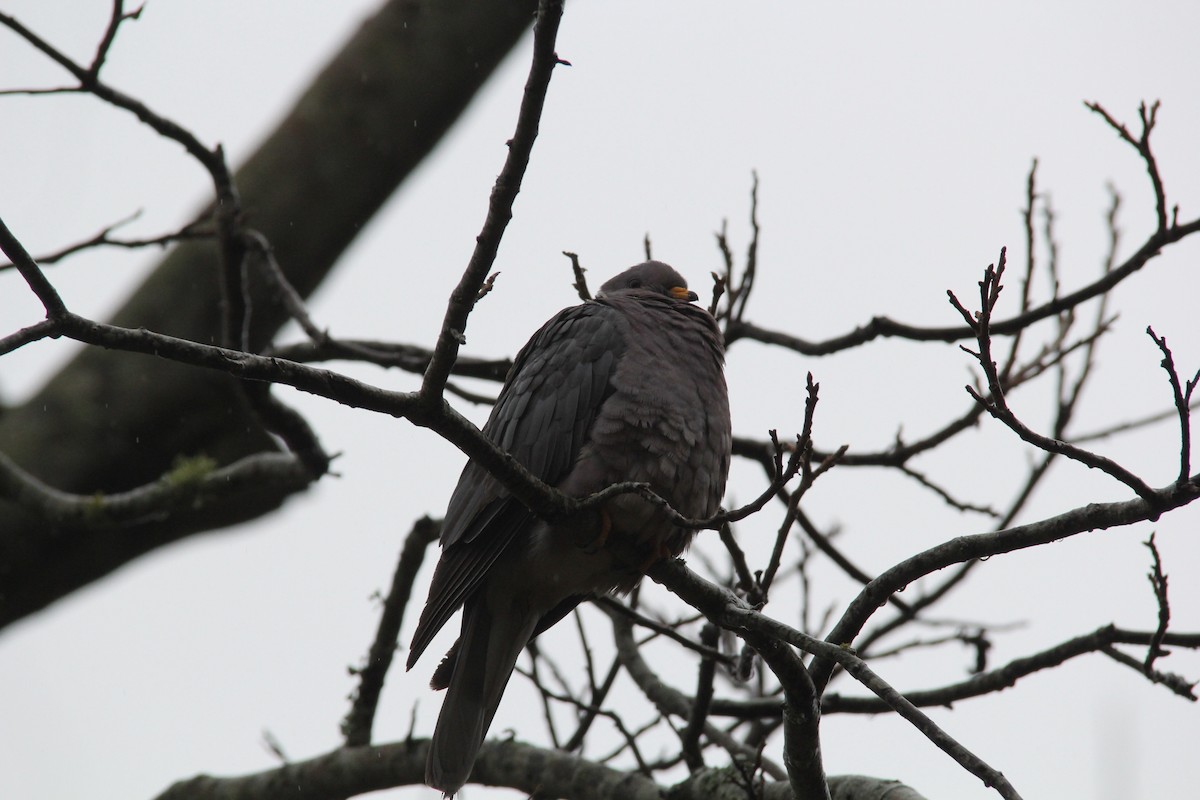 Band-tailed Pigeon - ML122752121