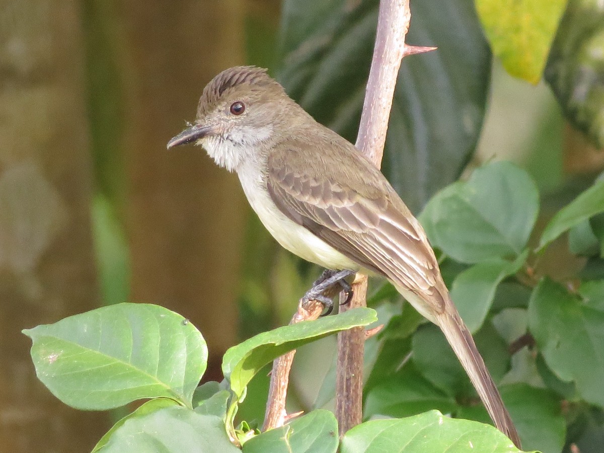 Short-crested Flycatcher - Barbara Carlson