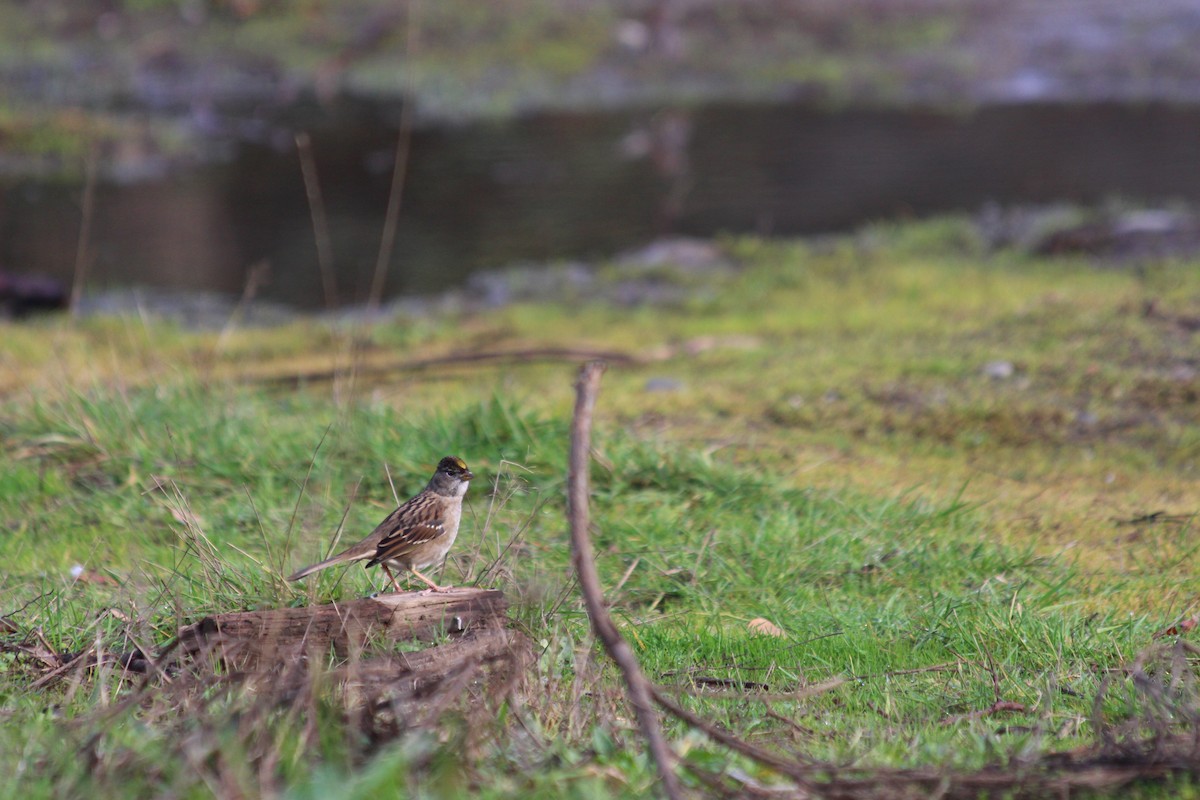 Golden-crowned Sparrow - ML122752291