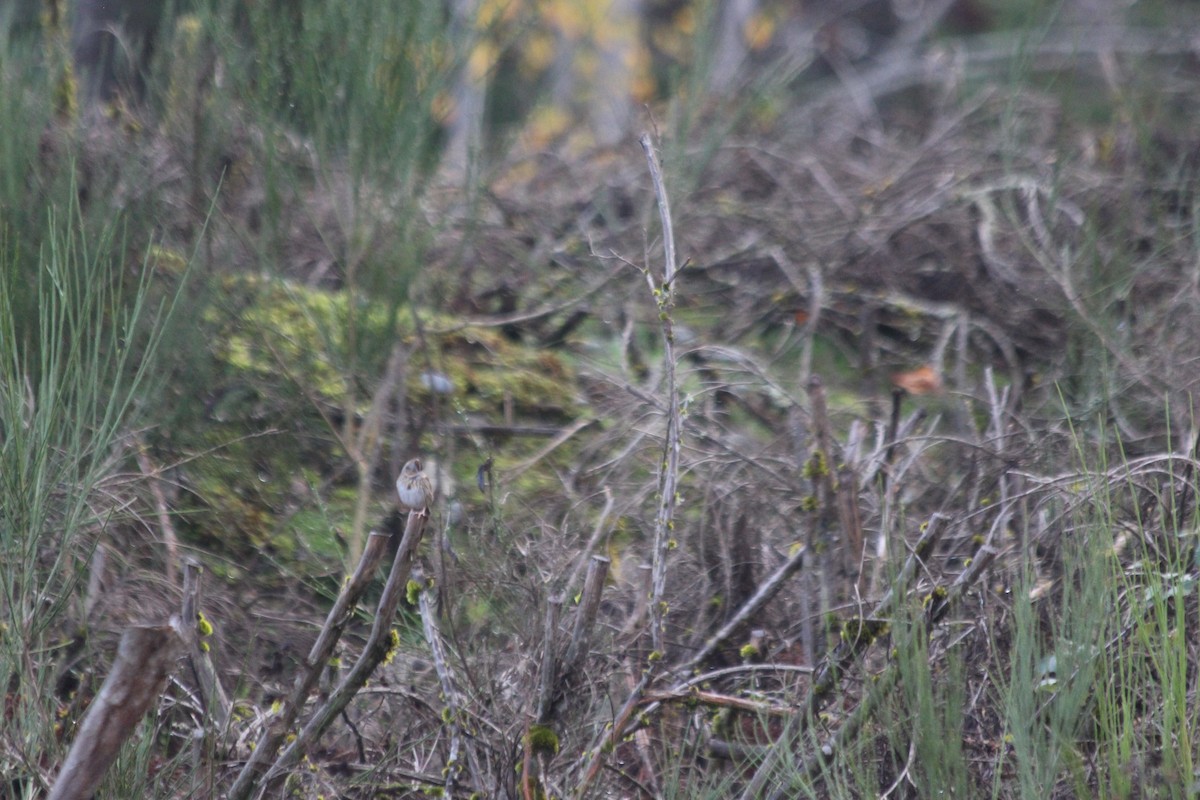 Lincoln's Sparrow - ML122752361