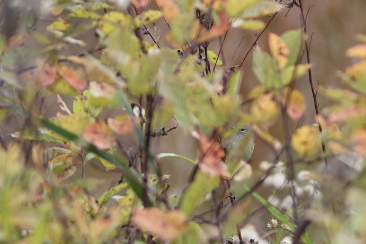 Orange-crowned Warbler - ML122752641