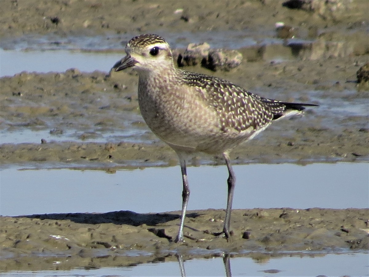 American Golden-Plover - ML122753021