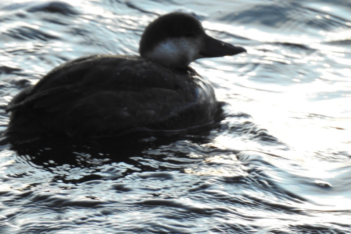 Black Scoter - ML122753181