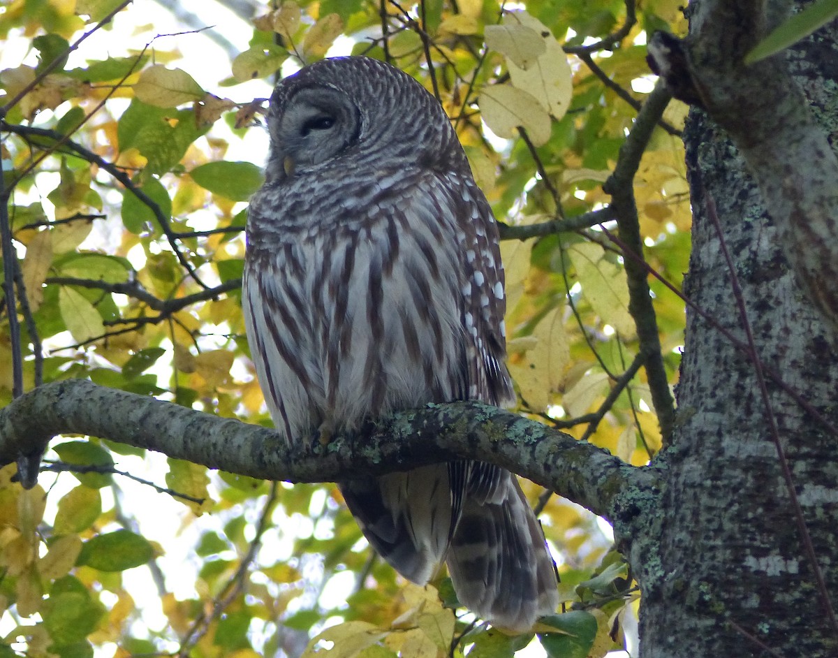 Barred Owl - ML122754621