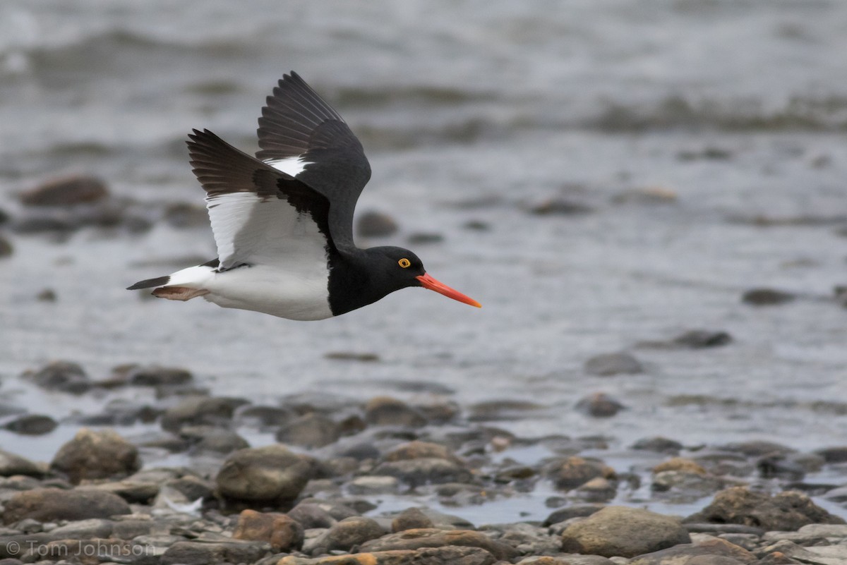 Magellanic Oystercatcher - ML122754811