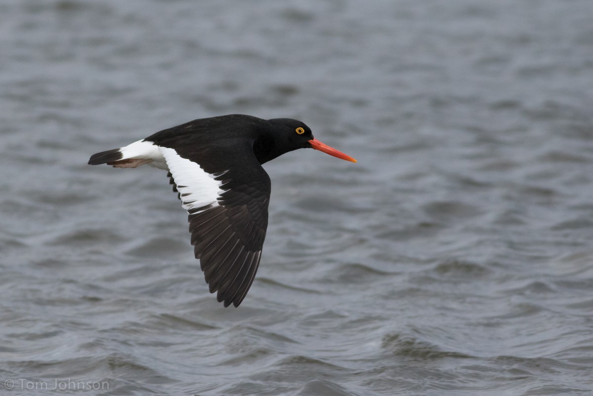 Magellanic Oystercatcher - ML122755241