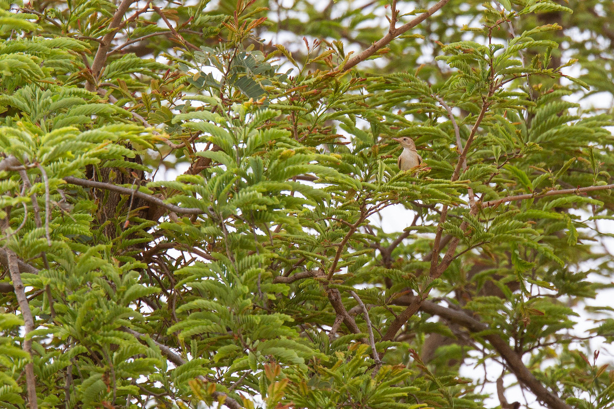 Rufous Cisticola - Robert Tizard