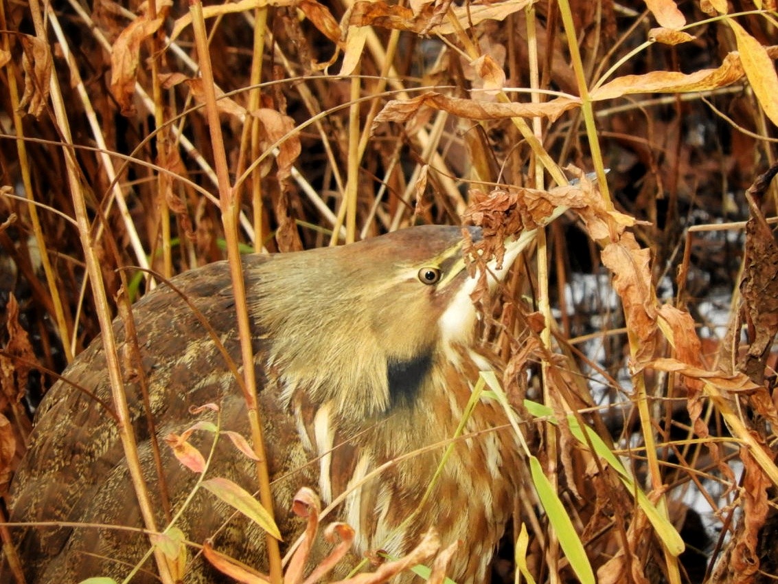 American Bittern - ML122756241