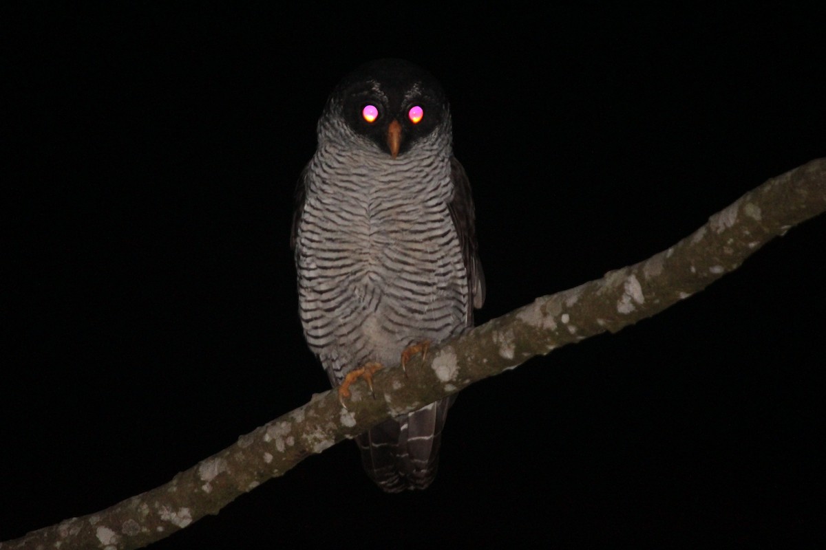 Black-and-white Owl - ML122756981