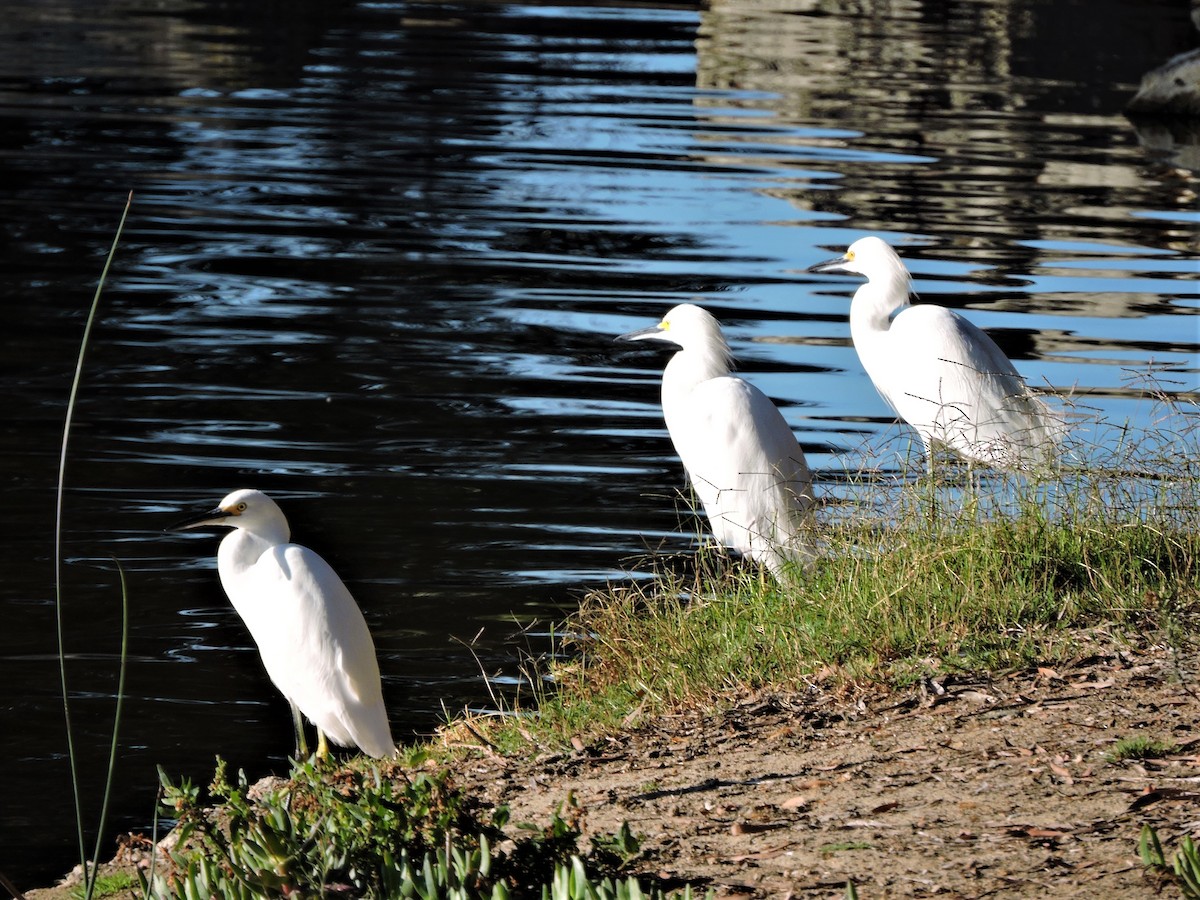 Snowy Egret - ML122758531