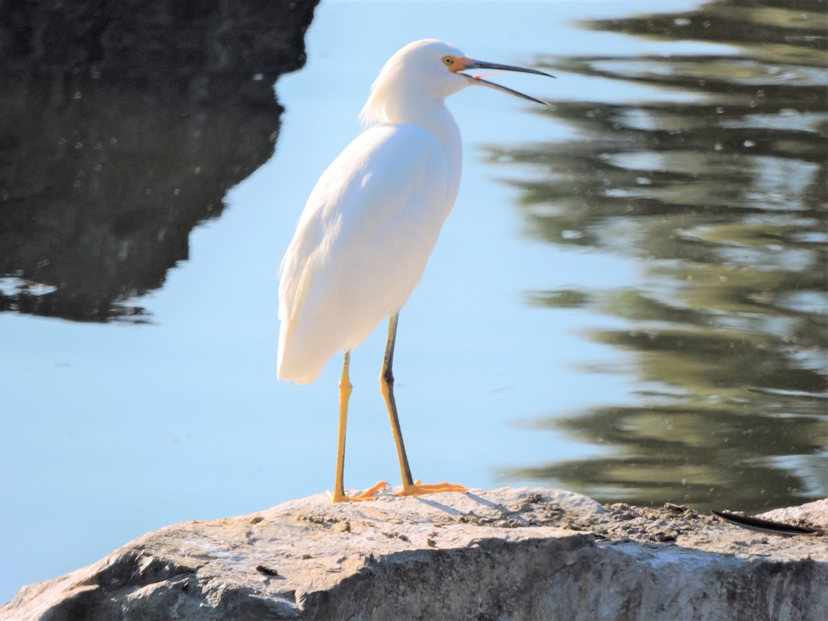 Snowy Egret - ML122758571