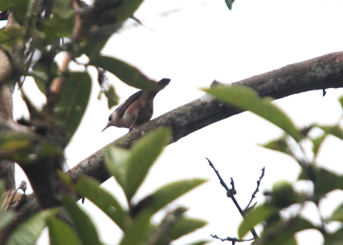 House Wren - ML122759751