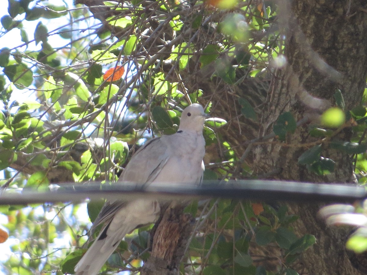 Eurasian Collared-Dove - ML122760951