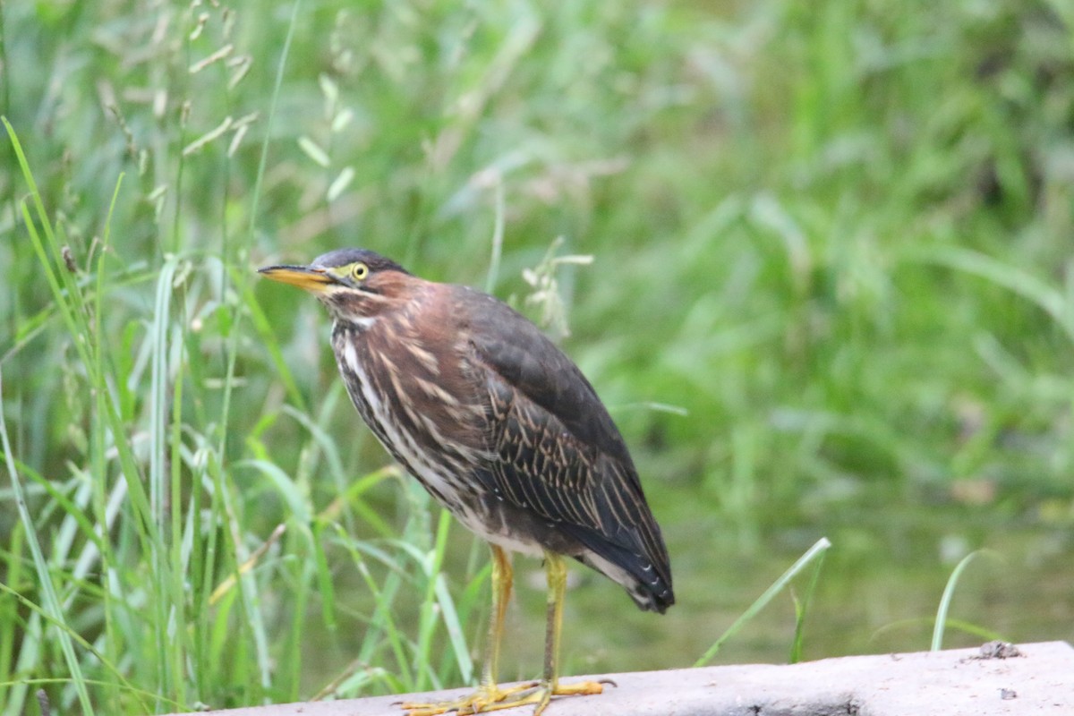 Green Heron - Gustino Lanese