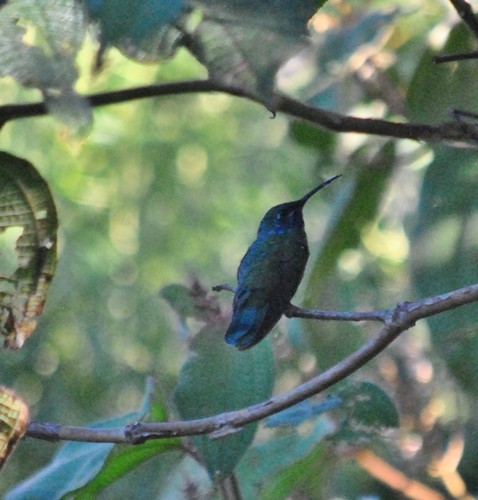 kolibřík modrolící - ML122764031