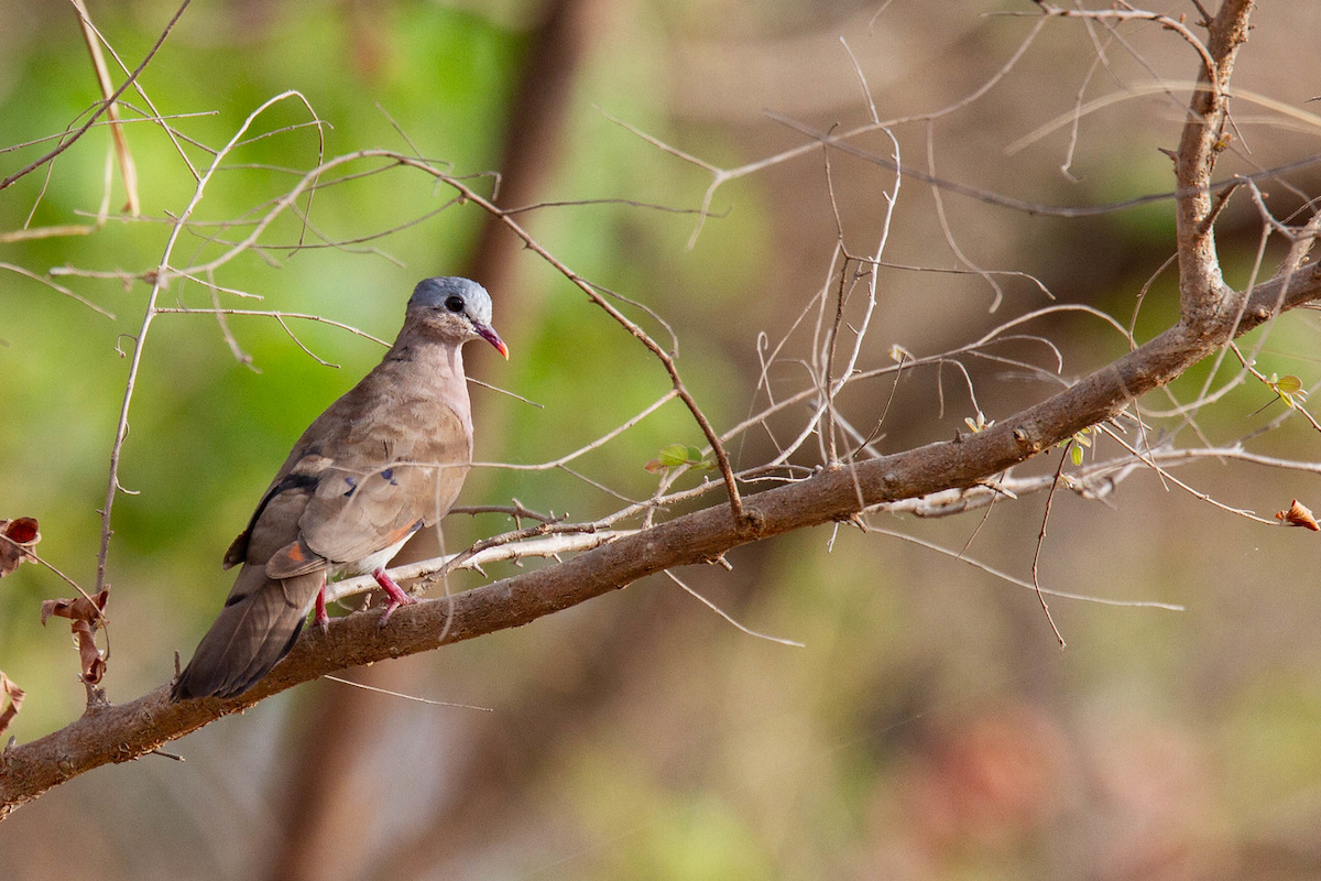 Blue-spotted Wood-Dove - ML122764401