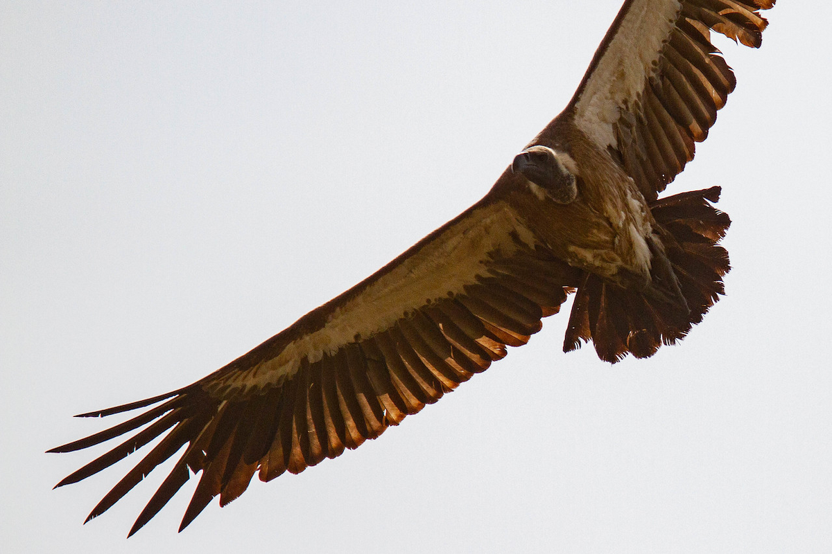 White-backed Vulture - ML122764851