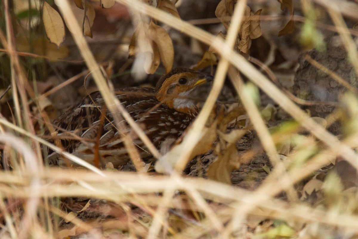 Francolin à gorge blanche (albogularis/buckleyi) - ML122764981