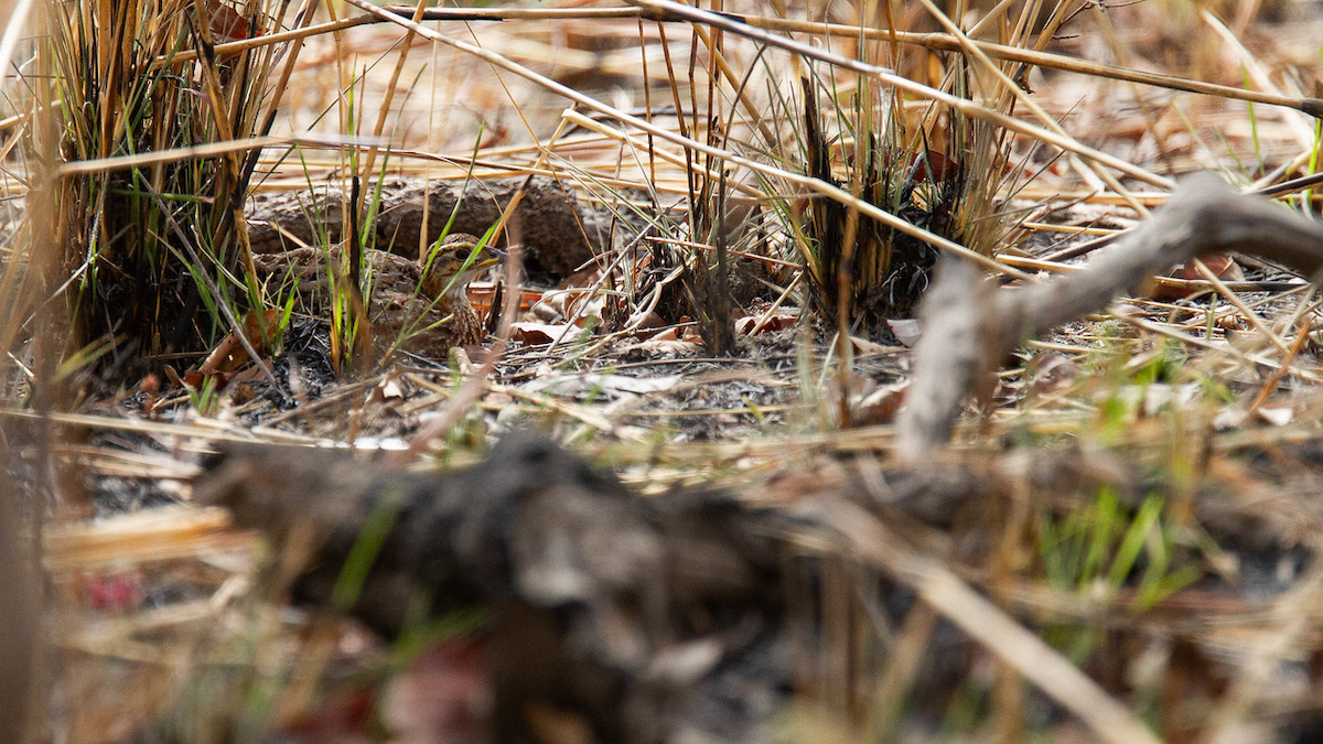 White-throated Francolin (White-throated) - ML122764991